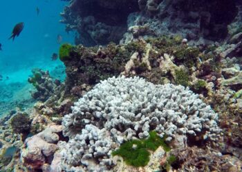 THAILAND terpaksa menutup Pulau Pling berikutan cuaca terlalu ekstrem sehingga melunturkan warna terumbu karang. -AGENSI