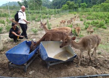 LADANG ternakan di Mukim Durian Pipit, Lenggong adalah antara fokus Perak mengenai sekuriti makanan 
di bawah pelan Perak Sejahtera 2030.