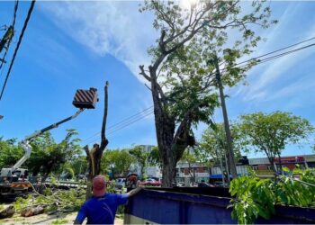 KERJA-kerja memangkas dahan pokok tua giat dijalankan di sepanjang Terusan Wan Mat Saman di Alor Setar, Kedah. – UTUSAN/JAMLIAH ABDULLAH
