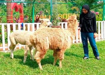 PENGUNJUNG, Nurul Alia Abdul Karim, 20, memberi makanan kepada alpaca di Taman Zahara, Gopeng, Kampar. – UTUSAN/MEGAT LUTFI MEGAT RAHIM