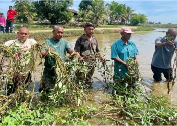 PESAWAH menunjukkan kangkung yang memenuhi sawah mereka. - GAMBAR HIASAN