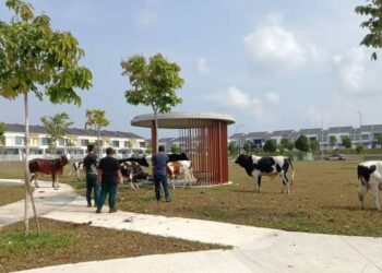 PIHAK MBS menangkap lembu-lembu yang berkeliaran di sebuah kawasan perumahan di Sendayan, Seremban baru-baru ini.