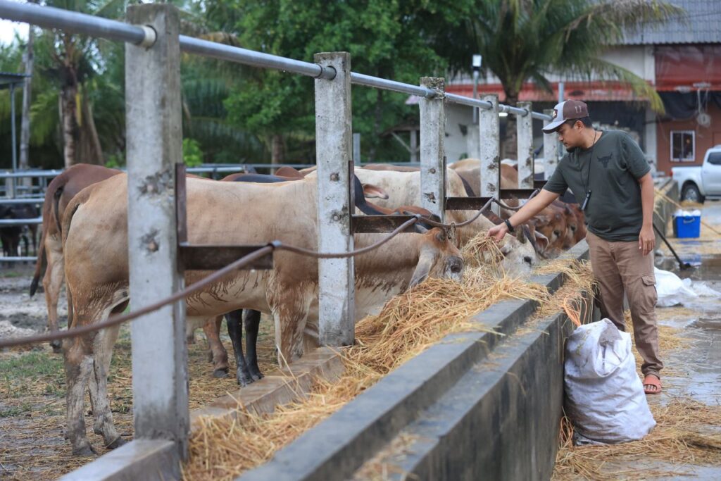 Harga turun, permintaan lembu korban meningkat di Kelantan