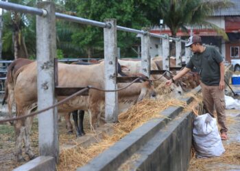 PERMINTAAN lembu untuk ibadah korban dijangka meningkat selepas harga binatang itu turun ketika ini-UTUSAN/KAMARUL BISMI KAMARUZAMAN