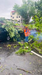 Lima kereta rosak akibat pokok tumbang