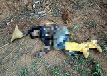 KEADAAN mayat mangsa semasa ditemukan selepas diserang seekor gajah dalam kejadian di ladang di Kampung Om, Pos Blau, Gua Musang, Kelantan semalam.