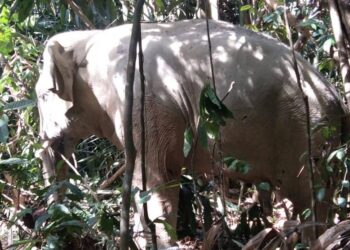 GAJAH liar jantan yang berjaya ditangkap Perhilitan Kelantan di Kampung Kemubu, Kuala Krai, Kelantan semalam-IHSAN PERHILITAN.