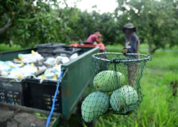 AKTIVITI memungut
harumanis sedang rancak di Perlis.