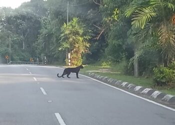 SEEKOR harimau kumbang yang dirakam sedang melintas jalan dalam kejadian di Jalan Seri Menanti-Kampung Parit, Kuala Pilah baru-baru ini.