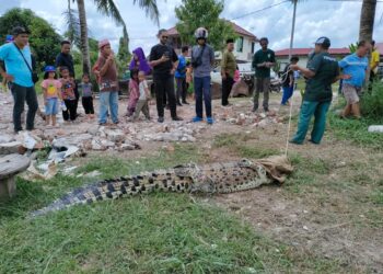 BUAYA betina spesies buaya tembaga seberat 300 kg memasuki perangkap di Sungai Malim, Kampung Tengah, Melaka. - UTUSAN/AMRAN MULUP