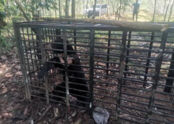 BERUANG matahari yang berjaya ditangkap oleh Perhilitan Kelantan di Kampung Air Asahan, Tanah Merah, Kelantan semalam.