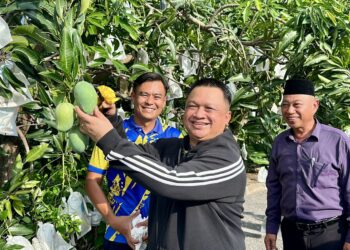 Tuanku Syed Faizuddin Putra Jamalullail menunjukkan buah mempelam harumanis di Kangar, Perlis semalam.- UTUSAN