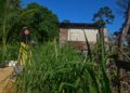 ZAIMAH Abdullah menunjukkan pokok padi huma yang ditanam di pekarangan rumahnya di Kampung Tebakang, Marang, semalam. – UTUSAN/PUQTRA HAIRRY ROSLI