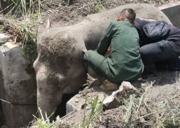 KEADAAN gajah yang terjatuh ke dalam longkang di JRTB Gerik-Jeli  semalam. - UTUSAN