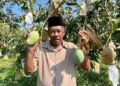 AHMAD Mat Hassan menunjukkan harumanis di ladang miliknya di Kampung Pida 7, Kodiang di Jerlun, Kedah.