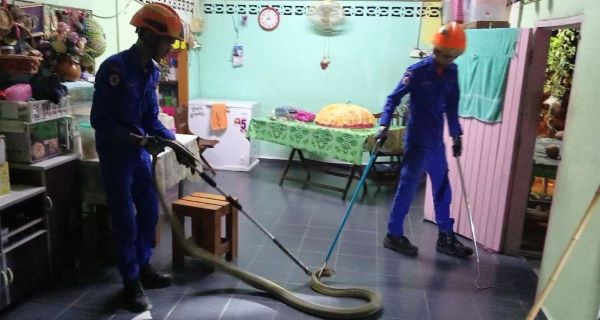 Ular tedung selar 4 meter berjuntai atas kepala