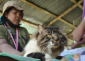 SEEKOR kucing yang diselamatkan sukarelawan disuntik dengan antibiotik di pusat perlindungan haiwan di Tagulandang, Indonesia. -AFP