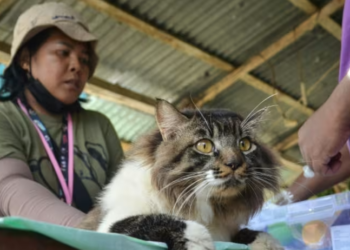 SEEKOR kucing yang diselamatkan sukarelawan disuntik dengan antibiotik di pusat perlindungan haiwan di Tagulandang, Indonesia. -AFP