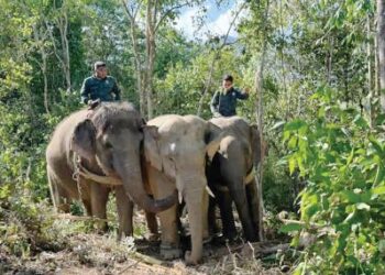 DUA ekor gajah denak digunakan bagi memindahkan seekor gajah liar yang ditangkap di Kampung Pak Sik, Hulu Besut, Besut, semalam. – mingguan/WAN ZURATIKAH IFFAH WAN ZULKIFLI