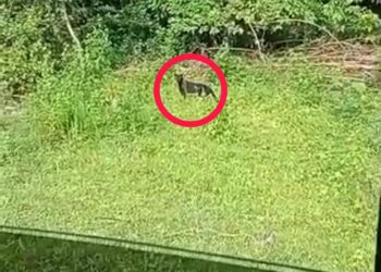 TANGKAP layar video tular di media sosial sejak semalam yang merakamkan kelibat harimau kumbang di Seri Menanti, Kuala Pilah.