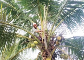 ROSNIMAN Ishak  menuai air nira daripada mayang kelapa di Kampung Tok Dor, Besut, Terengganu semalam. – UTUSAN/WAN ZURATIKAH IFFAH WAN ZULKIFLI