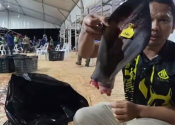 TANGKAP layar video Ustaz Yaakub Yusra di laman X sedang menunjukkan telinga lembu korban yang turut diserahkan kepada wanita tersebut.