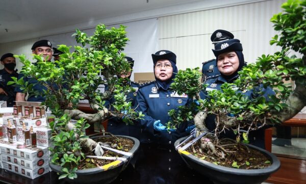 Arak pokok bonsai