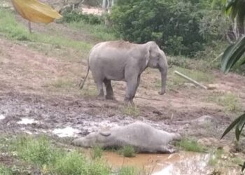 LIMA ekor gajah ditemukan mati berhampiran Felda Kahang Timur, Kluang dipercayai termakan racun.