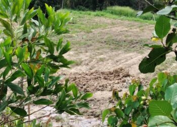 KEADAAN di tempat penemuan bangkai empat ekor gajah di Kampung Sri Timur  Kluang pada Sabtu lalu.