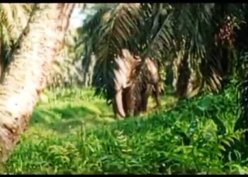 DUA ekor gajah yang dirakam ketika merosakkan tanaman diusahakan penduduk  Kampung Melayu Nyior, Kluang.