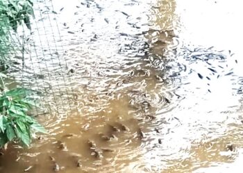 RATUSAN ikan kecil jenis tilapia yang mati di Sungai Batang Nilai, Seremban, semalam.