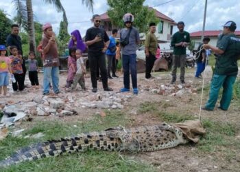 PENDUDUK kampung melihat buaya tembaga betina yang berjaya ditangkap selepas memasuki perangkap dipasang Perhilitan di Kampung Tengah, Klebang, Melaka. – UTUSAN/AMRAN MULUP