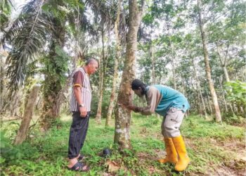 MEGAT Rosli Megat Yaakob melihat pekerjanya menoreh getah di kebunnya di Tanjung Tualang, Kampar, semalam. – UTUSAN