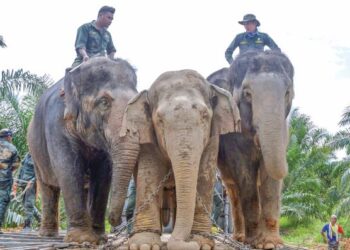 DUA gajah denak Rambai dan Sanum digunakan untuk memindahkan Yob Malam (tengah) di Felda Bersia, Gerik, semalam. – UTUSAN/ZULFACHRI ZULKIFLI