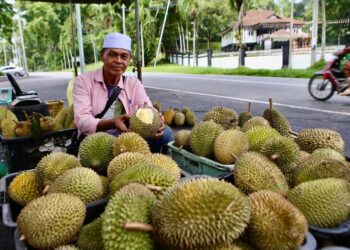 AHMAD Man memungut buah durian kampung yang luruh di dusun miliknya di Kampung Jelutong, Padang Terap. - UTUSAN/ SHAHIR NOORDIN