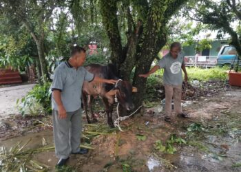 PENDUDUK mengikat lembu korban yang sebelum ini terlepas dua kali dalam kejadian di Teluk Intan, Perak. - UTUSAN/AIN SAFRE BIDIN