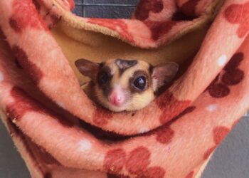 Sugar glider