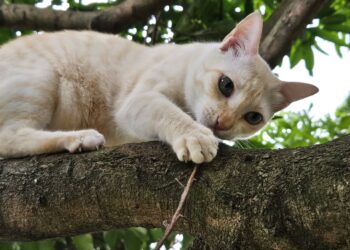 KUCING gemar melakukan aktiviti luar rumah seperti memanjat pokok.