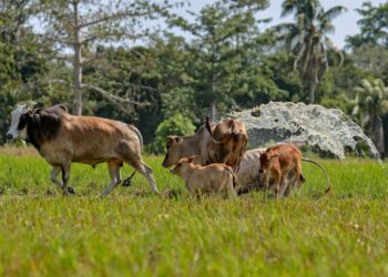 JUMLAH peniaga lembu yang kian meningkat dan penetapan harga tinggi mungkin menjadi faktor utama permintaan jualan lembu merosot di sesetengah kawasan.