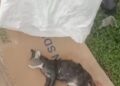SEEKOR kucing menemui ajal selepas dimasukkan ke dalam guni, diikat dan dicampak ke dalam sungai oleh seorang lelaki di Parit Kota Giam, Jelutong, Pulau Pinang