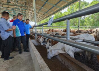 MOHAMAD Sabu (dua kiri) melihat lembu baka Kedah-Kelantan yang dipelihara di HL Agro Fram KB Sdn. Bhd di Kampung Sri Kemunting, Gunung, Bachok, Kelantan hari ini-UTUSAN/YATIMIN ABDULLAH