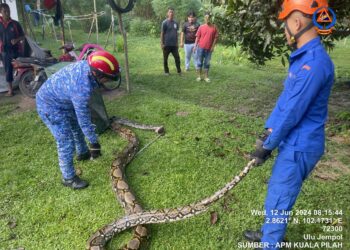 SEEKOR ular sawa berjaya ditangkap anggota APM Kuala Pilah di Kampung Guntur, Batu Kikir, Jempol hari ini.-GAMBAR/IHSAN APM