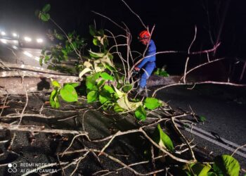 ANGGOTA APM Kubang Pasu memotong dahan pokok yang tumbang akibat ribut di daerah berkenaan awal pagi tadi. -IHSAN APM