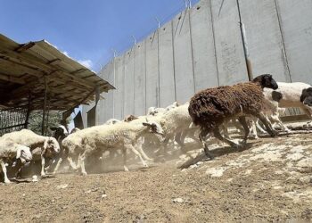 RATUSAN ribu keluarga di Gaza tidak berpeluang sambut Hari Raya Aidiladha dan melakukan ibadah korban.-ANADOLU