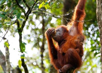 KEDALAMAN gambar (depth of field) dan kesan telefoto lensa penting dalam fotogra hidupan liar, di mana lensa ini dengan bukaan besar mampu menghasilkan kedalaman gambar cetek dengan kesan bokeh yang menonjolkan subjek dari jarak jauh.