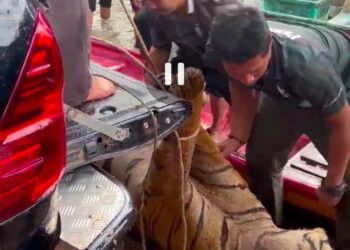 TANGKAP layar seekor harimau yang ditemukan mati di Sungai Pergau, Kandek, Kuala Krai, Kelantan semalam.