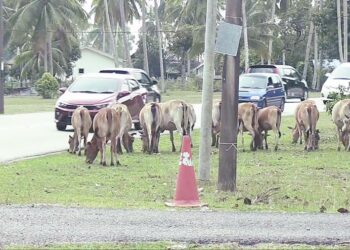 LEMBU bebas berkeliaran di bahu jalan untuk mendapatkan sumber makanan di kawasan pelancongan Pantai Sepat di Kuantan, Pahang. – UTUSAN/DIANA SURYA ABD WAHAB