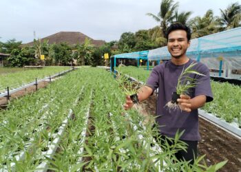MUHAMMAD Syafiq  Madzlan menunjukkan kangkung yang ditanam secara hidroponik di Kampung Gong Kepas, Besut, Terengganu. - UTUSAN/WAN ZURATIKAH IFFAH WAN ZULKIFLI