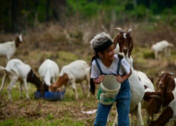 WAN Rania Amanda Wan Mohd. Faizal bersama kambing ternakan bapanya di Kampung Baruh Tok Jiring, Kuala Nerus, semalam. – UTUSAN/PUQTRA HAIRRY ROSLI