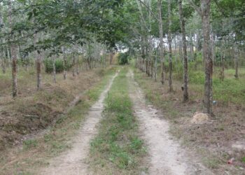 LOKASI kebun getah tempat seorang penoreh getah warga Myanmar yang cedera ditembak di Naka, Kuala Nerang di Padang Terap.